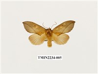 藏品(黃斑舟蛾)的圖片